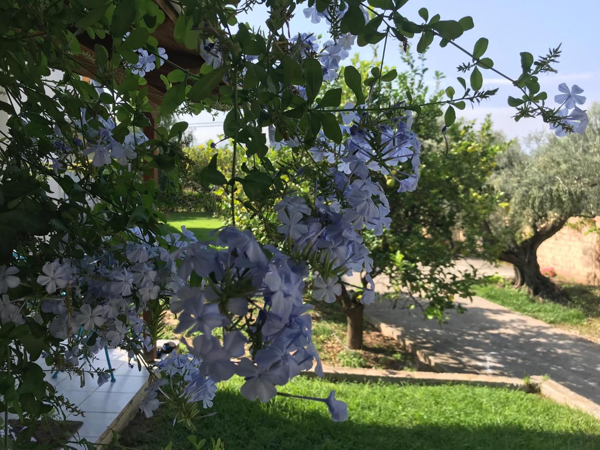 Spiti Ostria Villa Aígion Ngoại thất bức ảnh